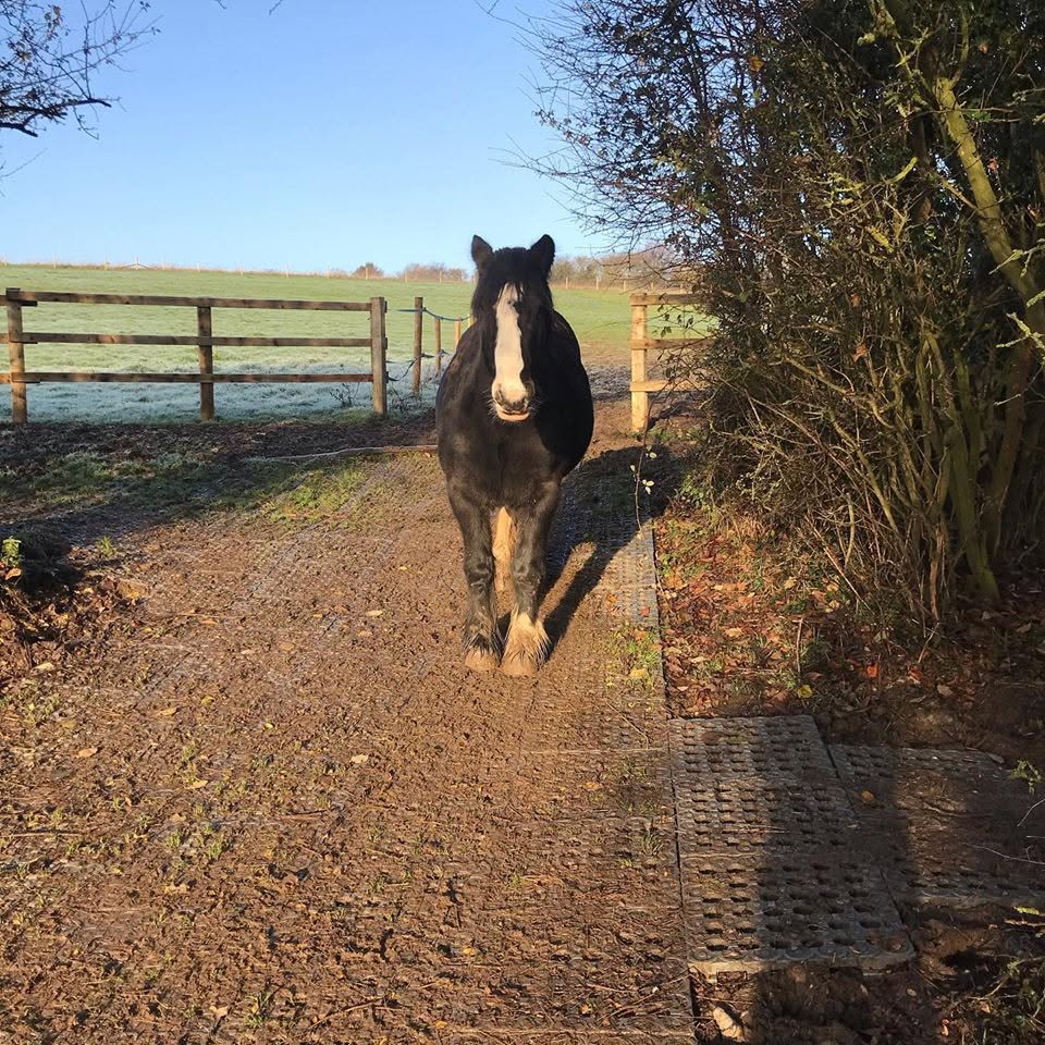 Equestrian & livestock