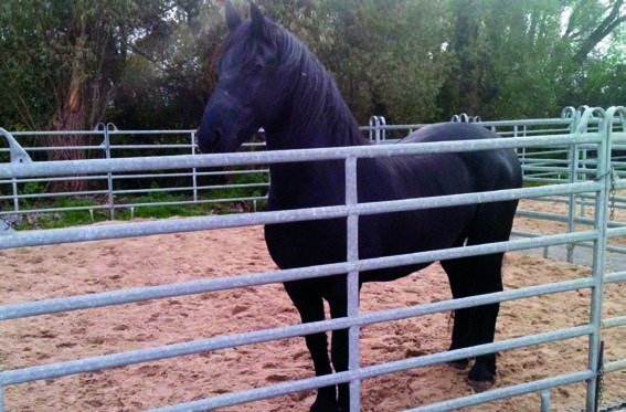 Firm, free-draining footing at a high-traffic pen